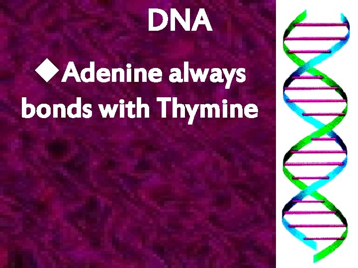 DNA u. Adenine always bonds with Thymine 