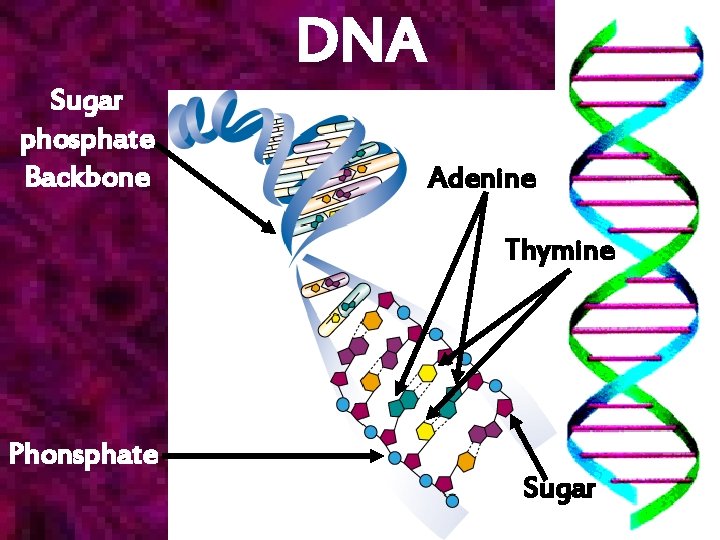 DNA Sugar phosphate Backbone Adenine Thymine Phonsphate Sugar 