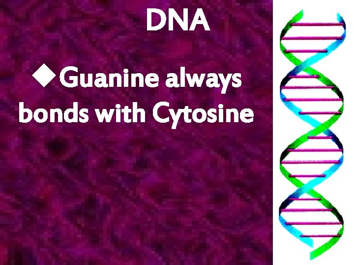 DNA u. Guanine always bonds with Cytosine 