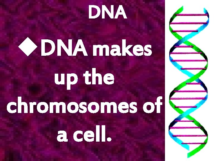 DNA u. DNA makes up the chromosomes of a cell. 