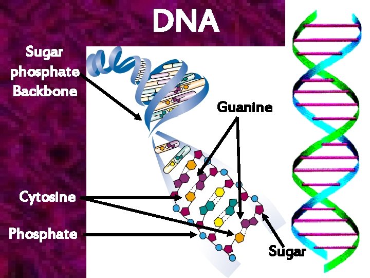 DNA Sugar phosphate Backbone Guanine Cytosine Phosphate Sugar 