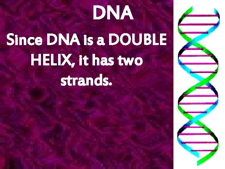 DNA Since DNA is a DOUBLE HELIX, it has two strands. 