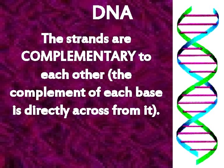 DNA The strands are COMPLEMENTARY to each other (the complement of each base is