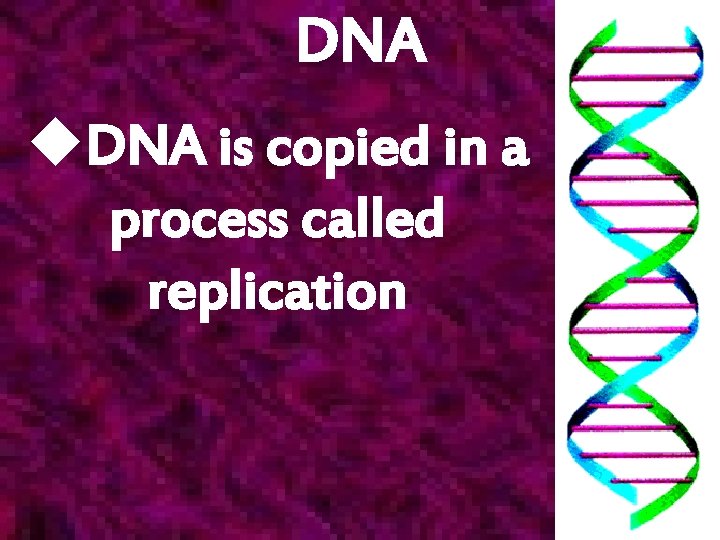 DNA u. DNA is copied in a process called replication 