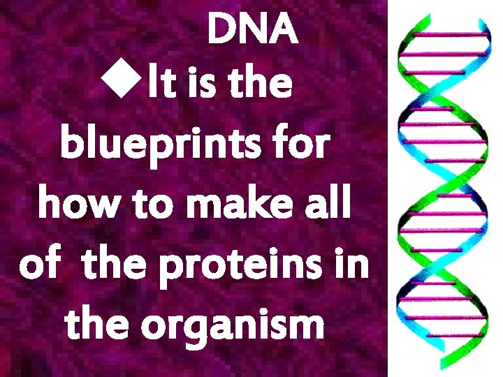 DNA u. It is the blueprints for how to make all of the proteins