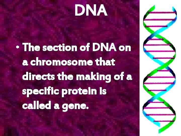 DNA • The section of DNA on a chromosome that directs the making of