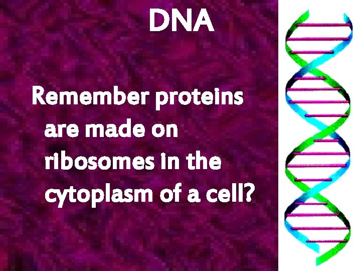 DNA Remember proteins are made on ribosomes in the cytoplasm of a cell? 