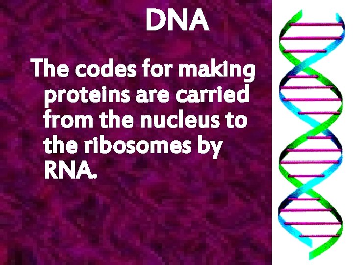 DNA The codes for making proteins are carried from the nucleus to the ribosomes