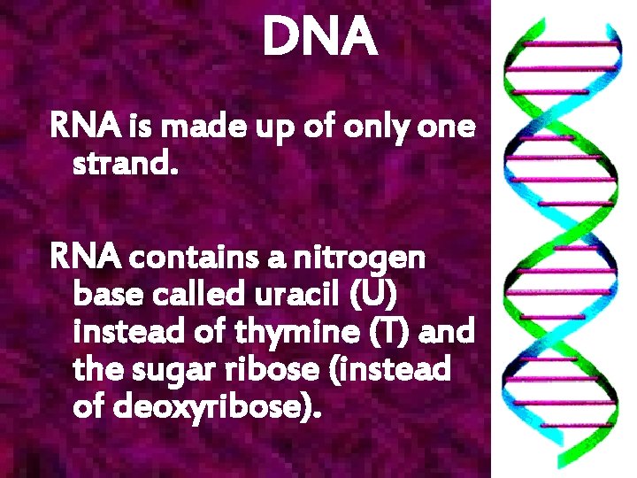 DNA RNA is made up of only one strand. RNA contains a nitrogen base
