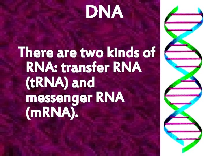 DNA There are two kinds of RNA: transfer RNA (t. RNA) and messenger RNA