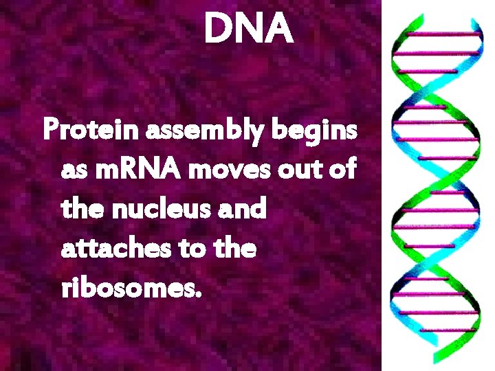 DNA Protein assembly begins as m. RNA moves out of the nucleus and attaches