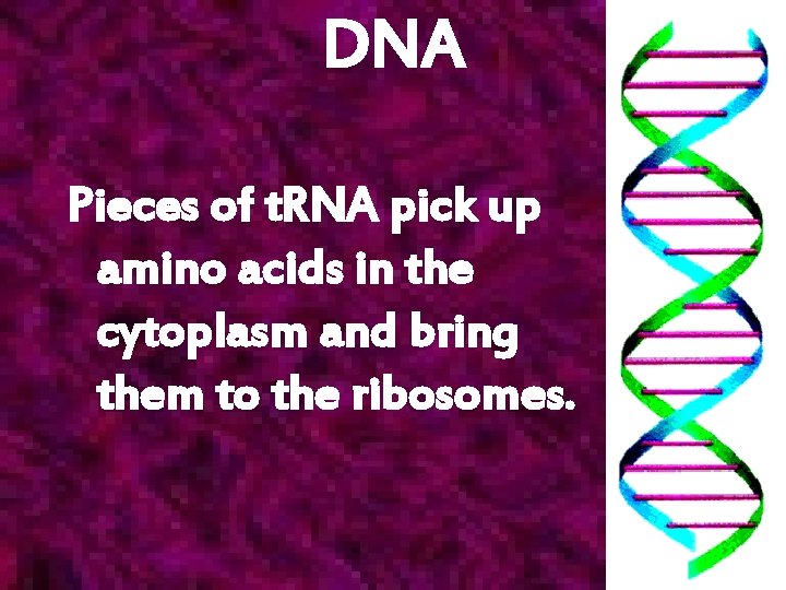 DNA Pieces of t. RNA pick up amino acids in the cytoplasm and bring