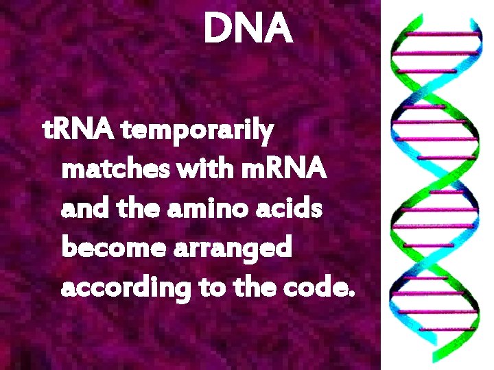 DNA t. RNA temporarily matches with m. RNA and the amino acids become arranged