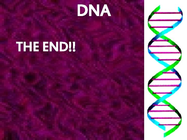 DNA THE END!! 