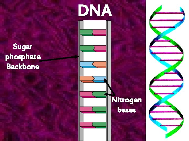 DNA Sugar phosphate Backbone Nitrogen bases 