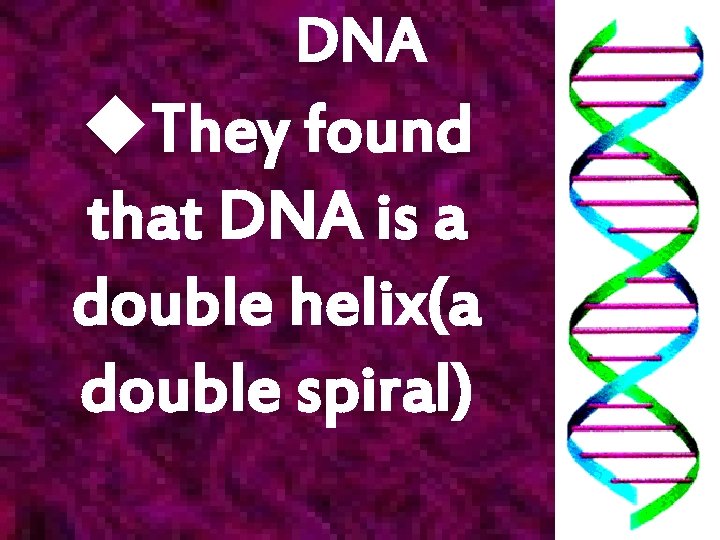 DNA u. They found that DNA is a double helix(a double spiral) 