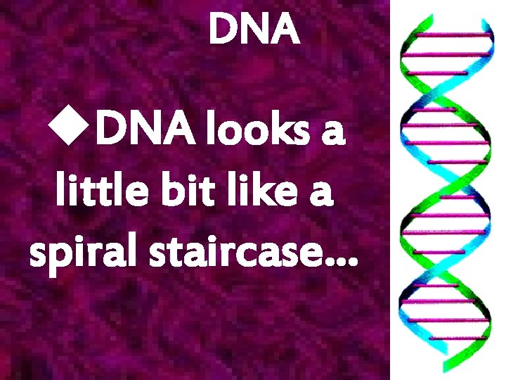 DNA u. DNA looks a little bit like a spiral staircase… 