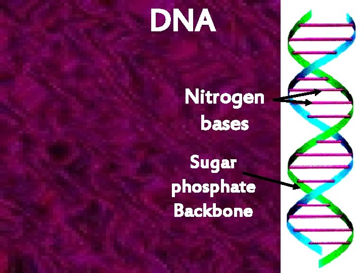 DNA Nitrogen bases Sugar phosphate Backbone 