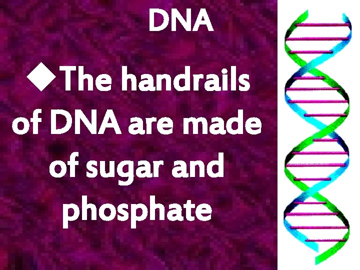 DNA u. The handrails of DNA are made of sugar and phosphate 