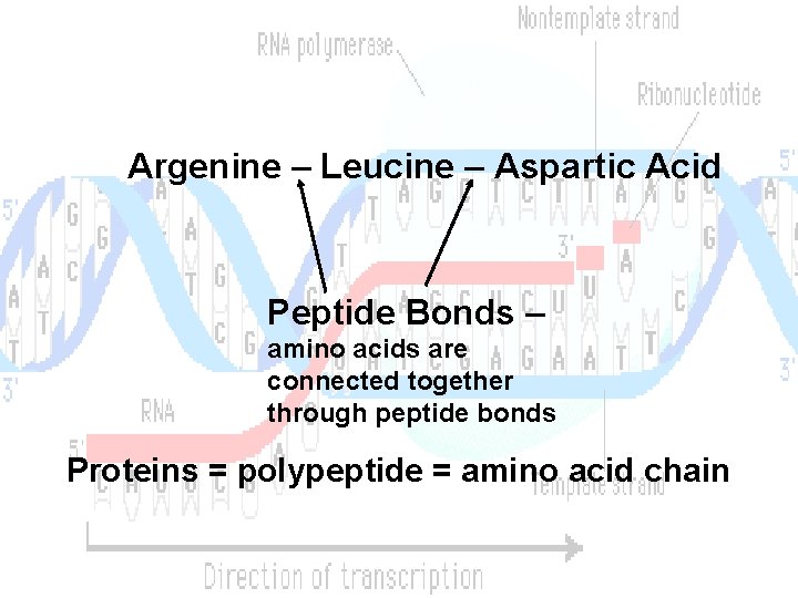 Argenine – Leucine – Aspartic Acid Peptide Bonds – amino acids are connected together