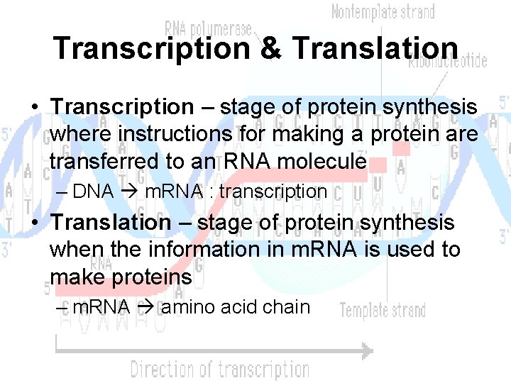 Transcription & Translation • Transcription – stage of protein synthesis where instructions for making