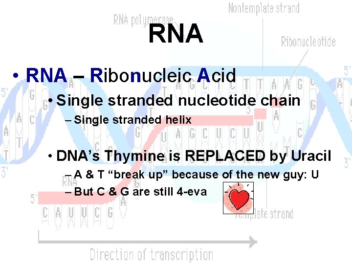 RNA • RNA – Ribonucleic Acid • Single stranded nucleotide chain – Single stranded