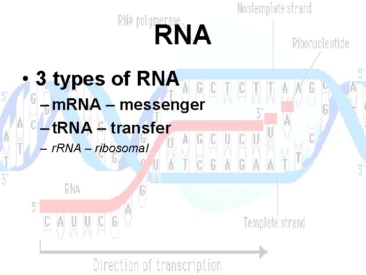 RNA • 3 types of RNA – messenger – t. RNA – transfer –