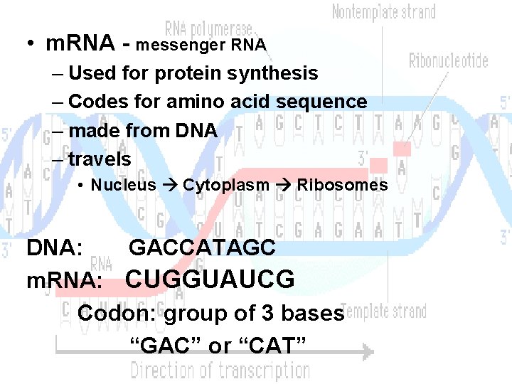  • m. RNA - messenger RNA – Used for protein synthesis – Codes