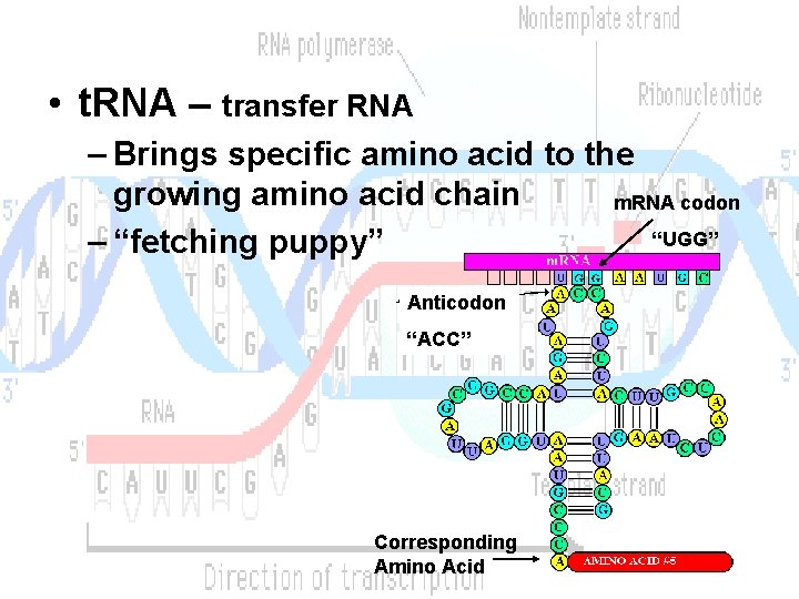  • t. RNA – transfer RNA – Brings specific amino acid to the