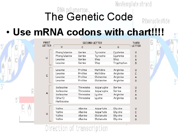 The Genetic Code • Use m. RNA codons with chart!!!! 