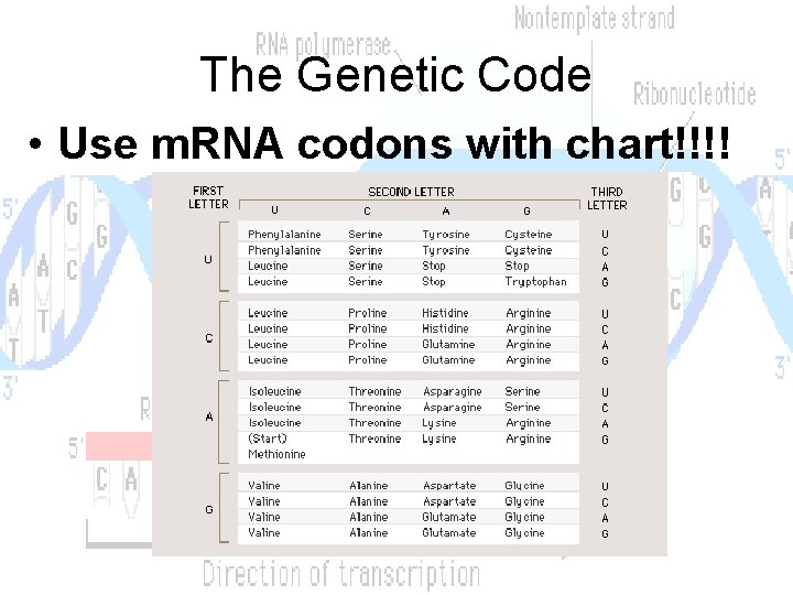 The Genetic Code • Use m. RNA codons with chart!!!! 