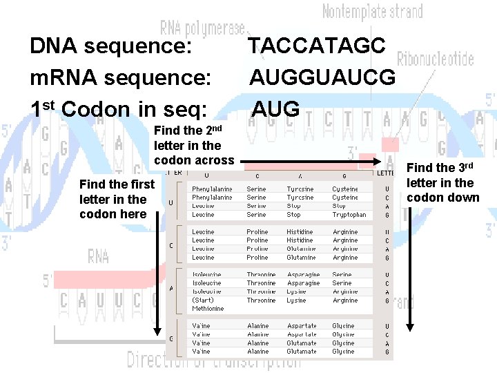 DNA sequence: m. RNA sequence: 1 st Codon in seq: Find the 2 nd