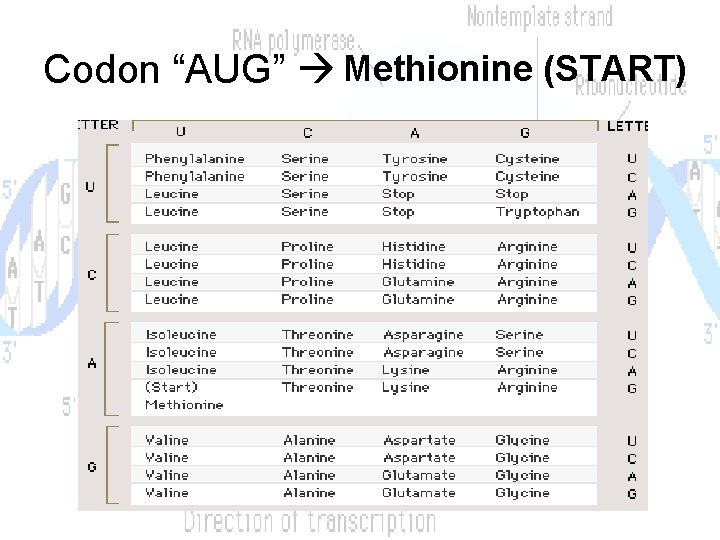 Codon “AUG” Methionine (START) 