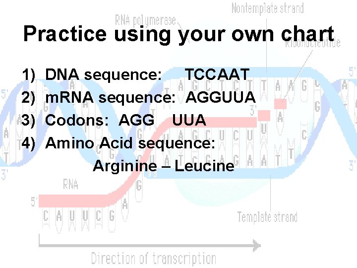 Practice using your own chart 1) 2) 3) 4) DNA sequence: TCCAAT m. RNA