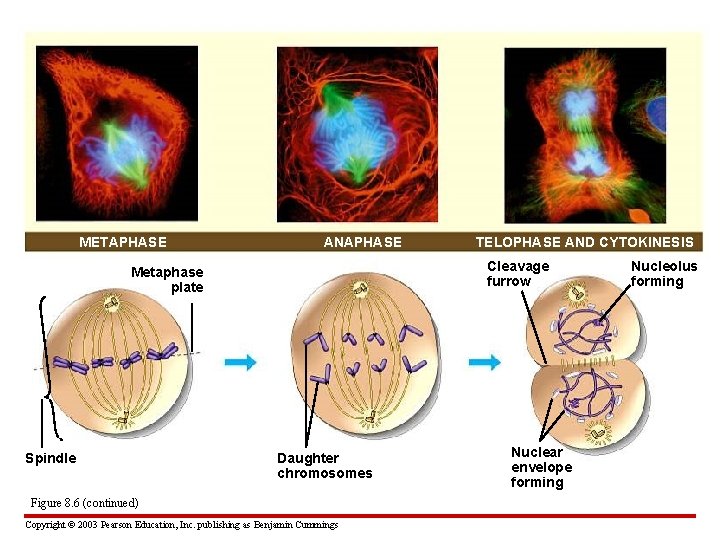 METAPHASE ANAPHASE Cleavage furrow Metaphase plate Spindle TELOPHASE AND CYTOKINESIS Daughter chromosomes Figure 8.