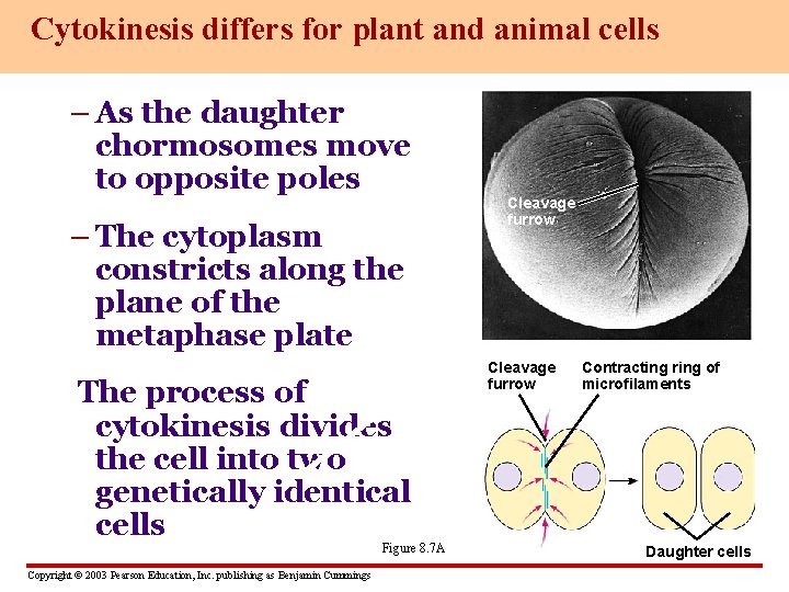 Cytokinesis differs for plant and animal cells – As the daughter chormosomes move to