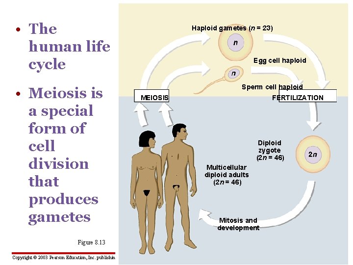  • The human life cycle • Meiosis is a special form of cell