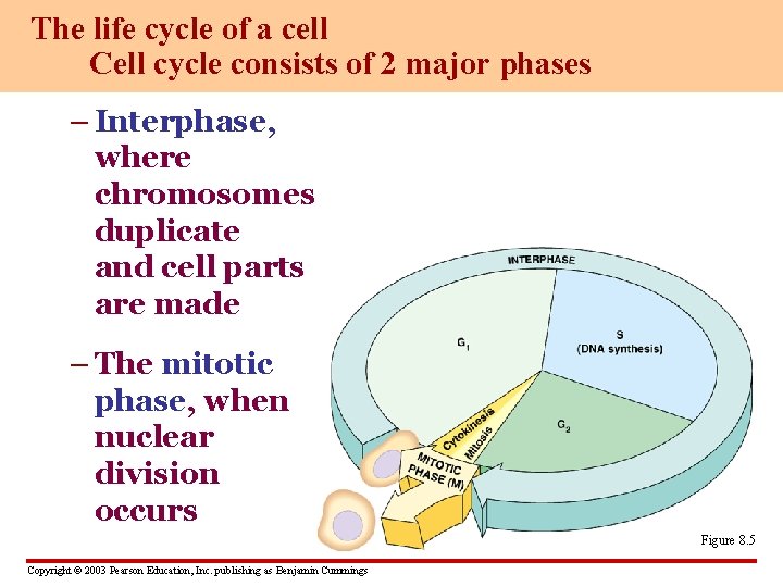 The life cycle of a cell Cell cycle consists of 2 major phases –
