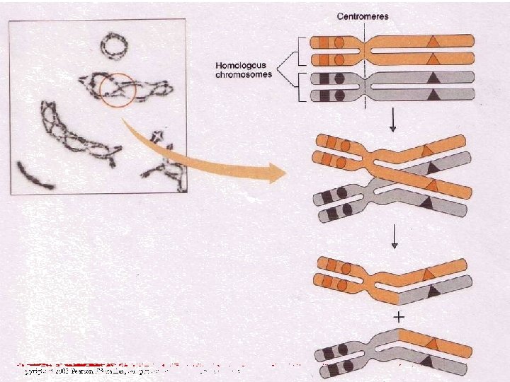 Copyright © 2003 Pearson Education, Inc. publishing as Benjamin Cummings 