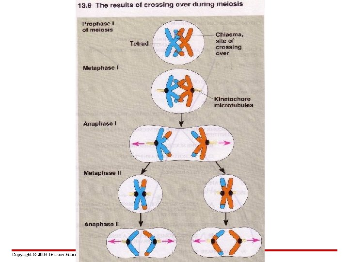 Copyright © 2003 Pearson Education, Inc. publishing as Benjamin Cummings 
