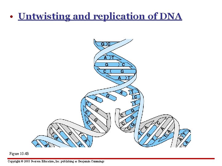  • Untwisting and replication of DNA Figure 10. 4 B Copyright © 2003