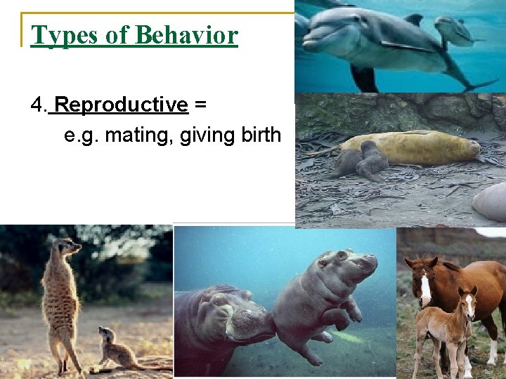 Types of Behavior 4. Reproductive = e. g. mating, giving birth 