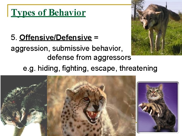 Types of Behavior 5. Offensive/Defensive = aggression, submissive behavior, defense from aggressors e. g.