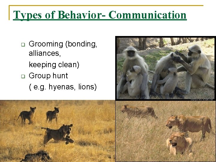 Types of Behavior- Communication q q Grooming (bonding, alliances, keeping clean) Group hunt (