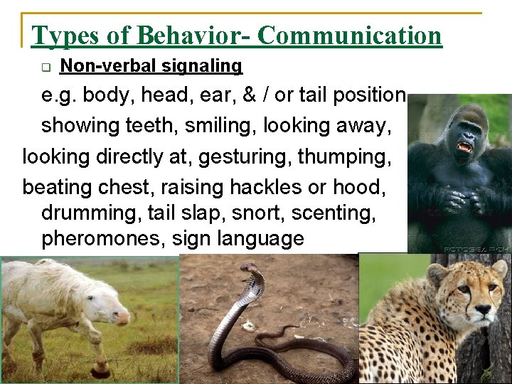 Types of Behavior- Communication q Non-verbal signaling e. g. body, head, ear, & /