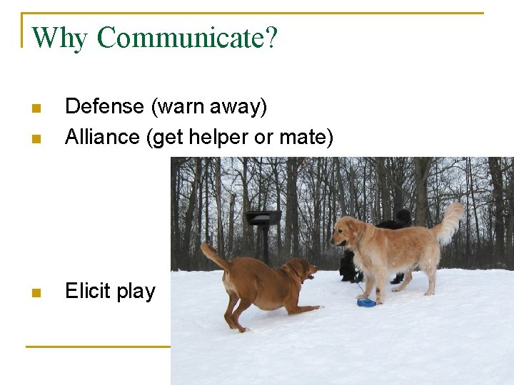 Why Communicate? n Defense (warn away) Alliance (get helper or mate) n Elicit play