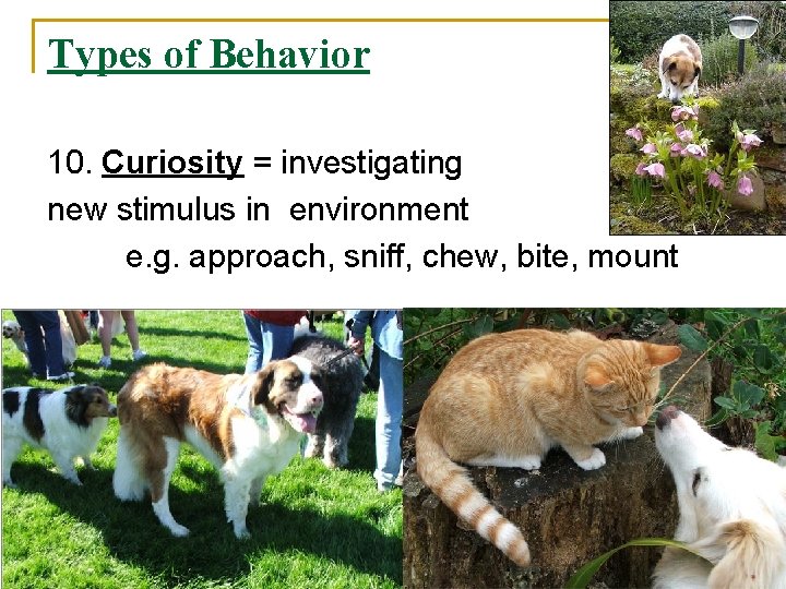 Types of Behavior 10. Curiosity = investigating new stimulus in environment e. g. approach,