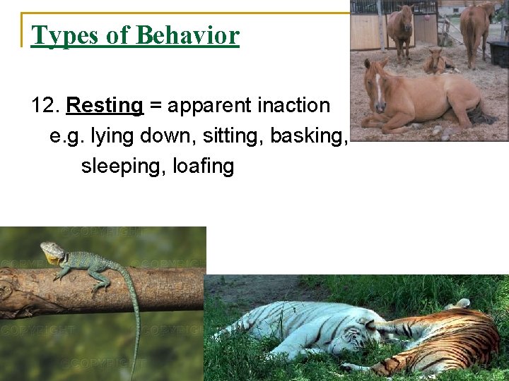 Types of Behavior 12. Resting = apparent inaction e. g. lying down, sitting, basking,