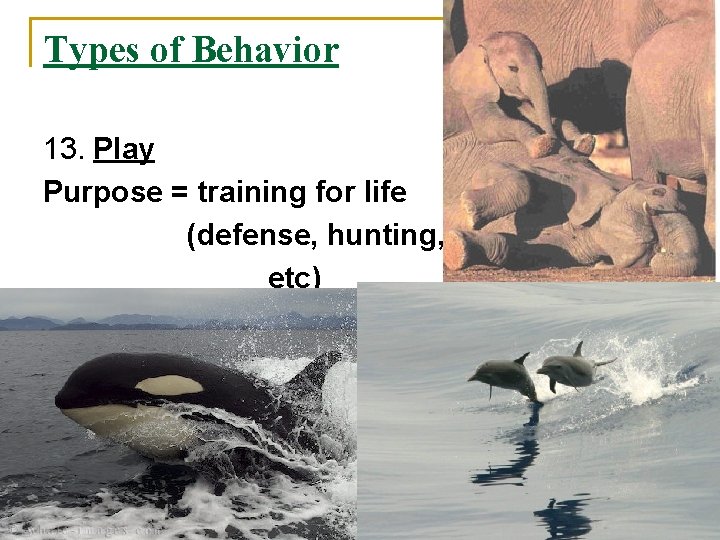 Types of Behavior 13. Play Purpose = training for life (defense, hunting, etc) 