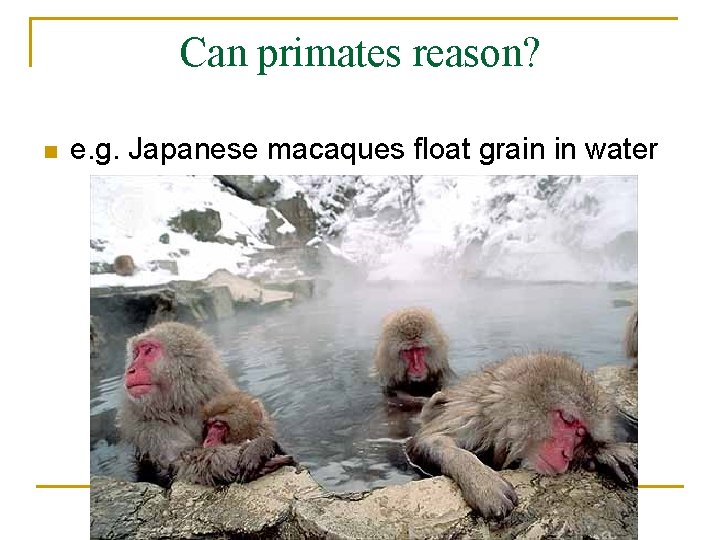Can primates reason? n e. g. Japanese macaques float grain in water 
